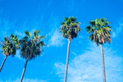 Palm trees worm view photos
